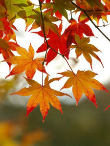 Fall: The Best Teas for the Season Autumn reds and golds, reminiscent of a fine cup of tea